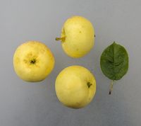 Søde Æbler Fra Aalsrode
